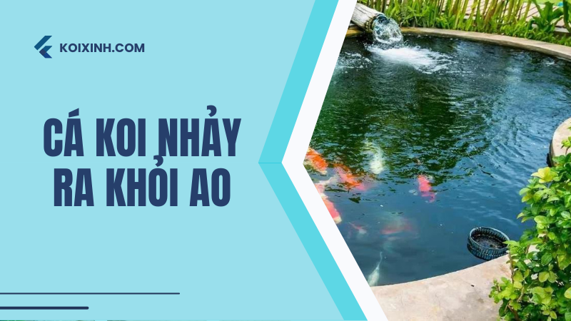 Cá Koi Sẽ Nhảy Ra Khỏi Ao Của Bạn? Và Bạn Có Thể Ngăn Chặn Nó?