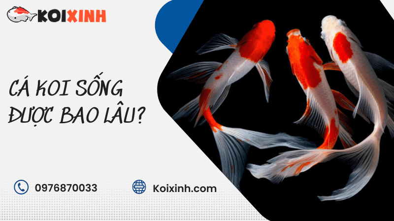 Cá Koi Sống được Bao Lâu? Cá Koi Sống được Bao Lâu?