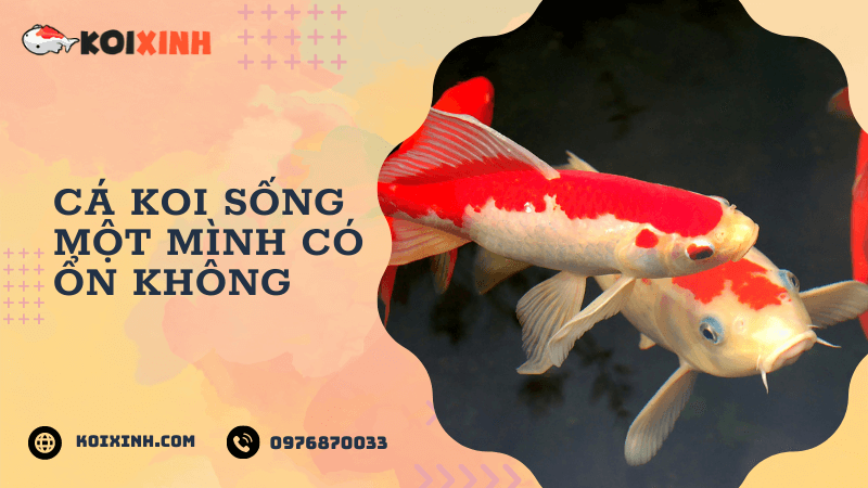 Cá Koi Sống Một Mình Có ổn Không