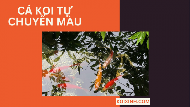 Cá Koi Tự Chuyển Màu Liệu Có Bất Thường Không?