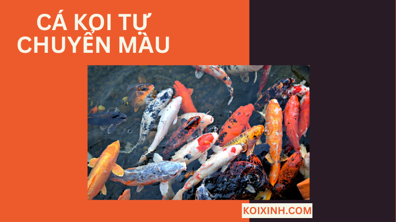 Cá Koi Tự Chuyển Màu Liệu Có Bất Thường Không?