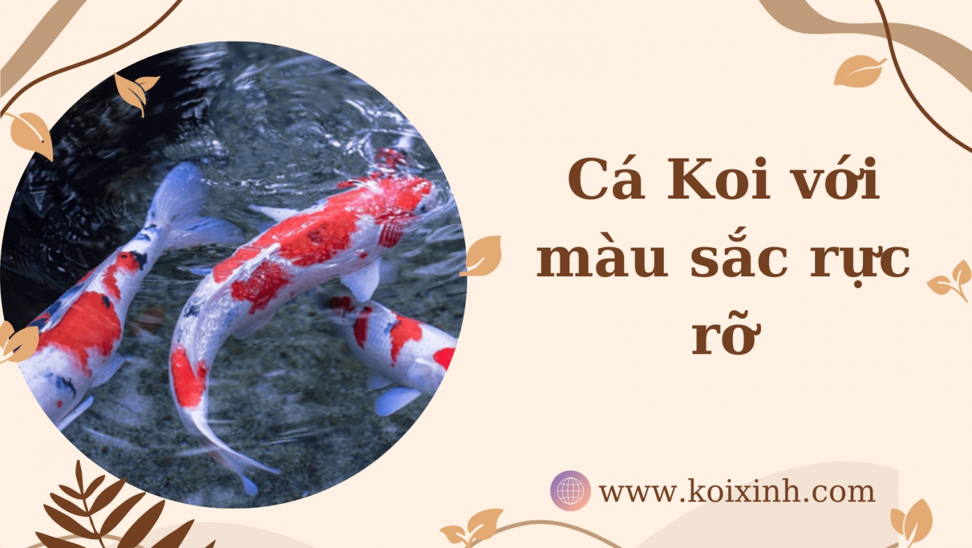 Cá Koi Với Màu Sắc Rực Rỡ: Koi Fish Care 101