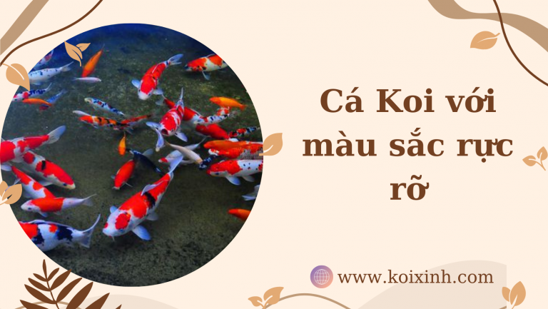 Cá Koi Với Màu Sắc Rực Rỡ: Koi Fish Care 101 Cá Koi Với Màu Sắc Rực Rỡ: Koi Fish Care 101