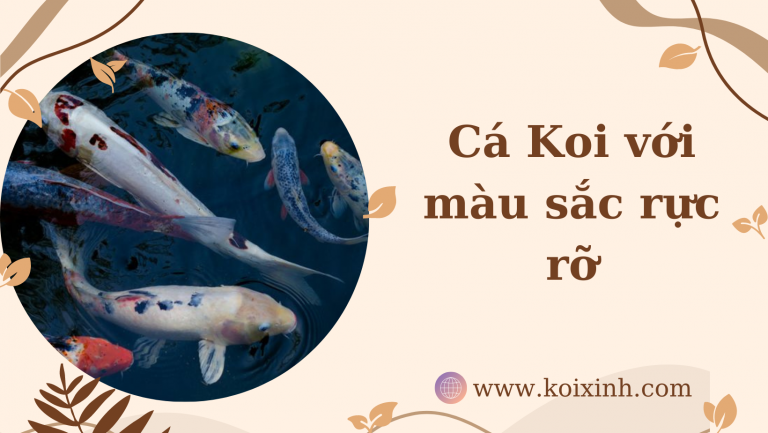 Cá Koi Với Màu Sắc Rực Rỡ: Koi Fish Care 101 Cá Koi Với Màu Sắc Rực Rỡ: Koi Fish Care 101