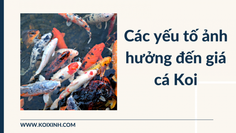 Các Yếu Tố ảnh Hưởng đến Giá Cá Koi