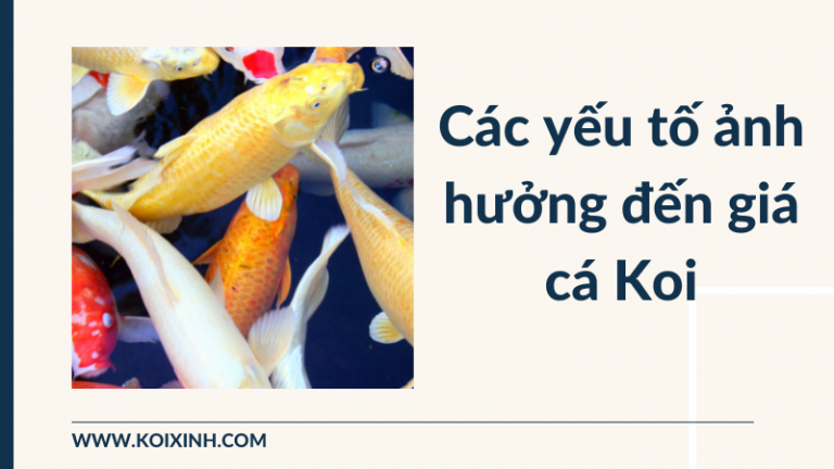 Các Yếu Tố ảnh Hưởng đến Giá Cá Koi