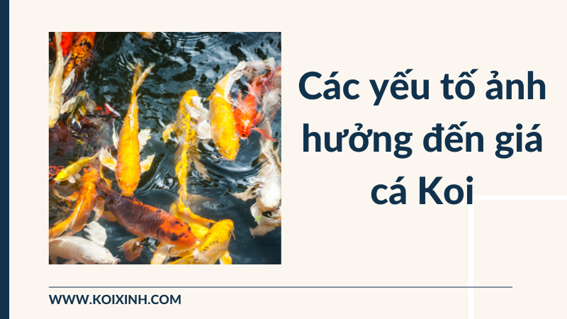 Các Yếu Tố ảnh Hưởng đến Giá Cá Koi