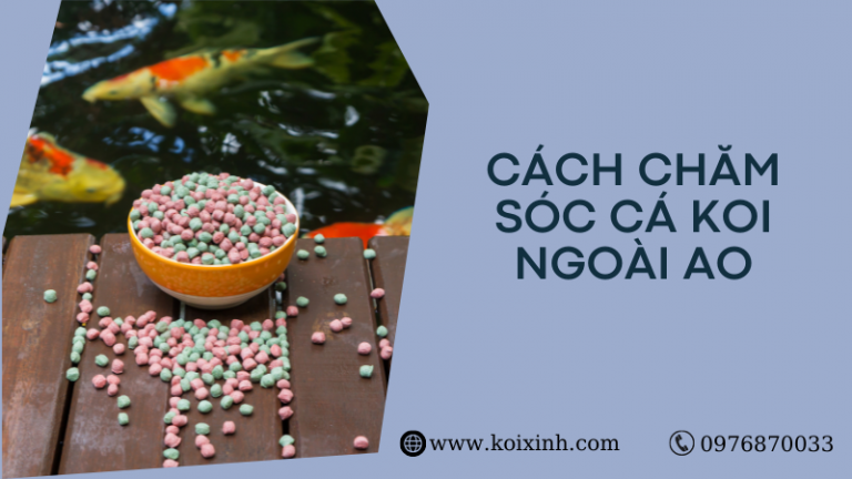 Cách Chăm Sóc Cá Koi Ngoài Ao Cách Chăm Sóc Cá Koi Ngoài Ao