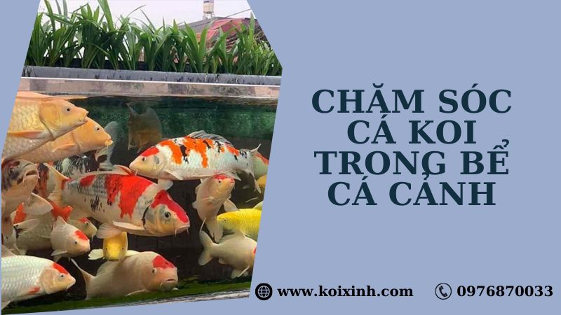 Cách Chăm Sóc Cá Koi Trong Bể Cá Cảnh