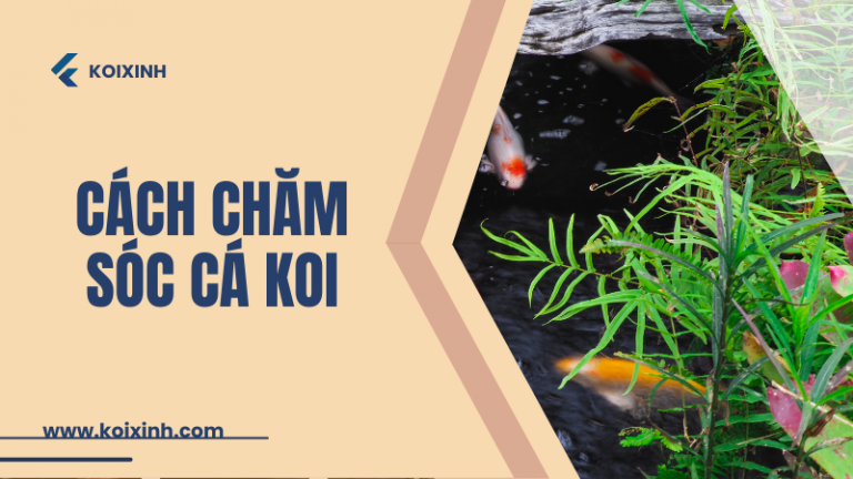 Cách Chăm Sóc Cá Koi: Phát Triển Tình Bạn Chung Tay Nuôi Dưỡng Cách Chăm Sóc Cá Koi: Phát Triển Tình Bạn Chung Tay Nuôi Dưỡng