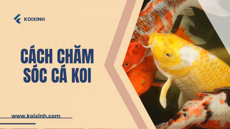 Cách Chăm Sóc Cá Koi: Phát Triển Tình Bạn Chung Tay Nuôi Dưỡng Cách Chăm Sóc Cá Koi: Phát Triển Tình Bạn Chung Tay Nuôi Dưỡng