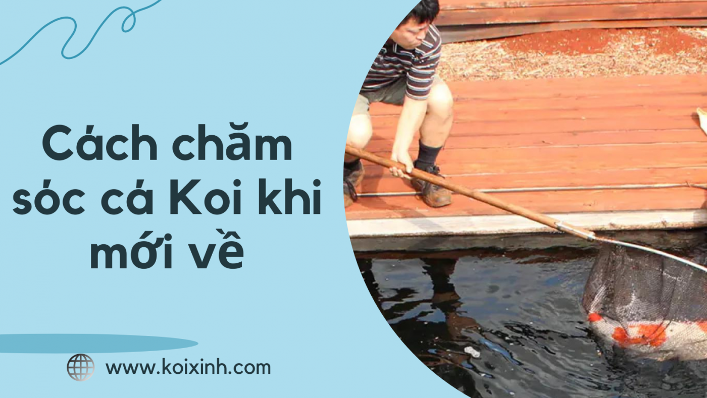 Cách Chăm Sóc Cá Koi Khi Mới Về