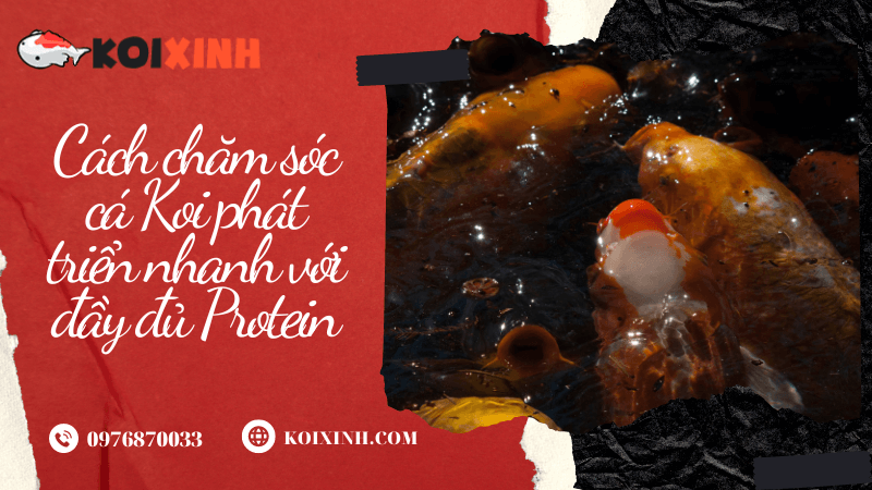 Cách Chăm Sóc Cá Koi Phát Triển Nhanh Với đầy đủ Protein
