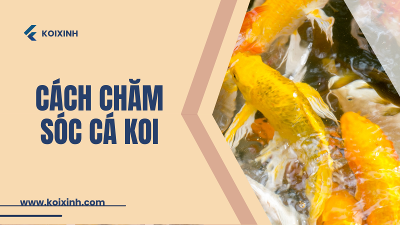 Cách Chăm Sóc Cá Koi: Phát Triển Tình Bạn Chung Tay Nuôi Dưỡng
