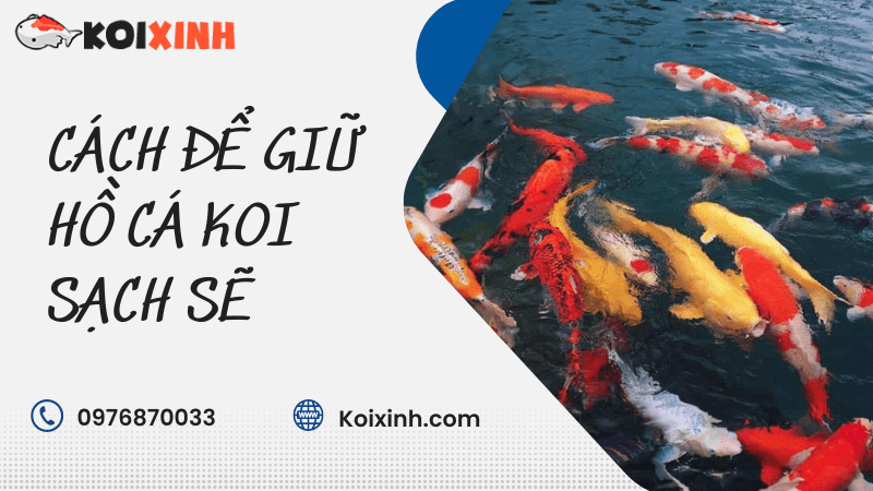 Cách để Giữ Hồ Cá Koi Sạch Sẽ