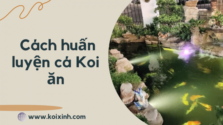 Cách Huấn Luyện Cá Koi ăn