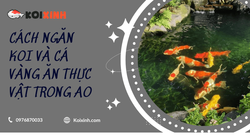 Cách Ngăn Koi Và Cá Vàng ăn Thực Vật Trong Ao