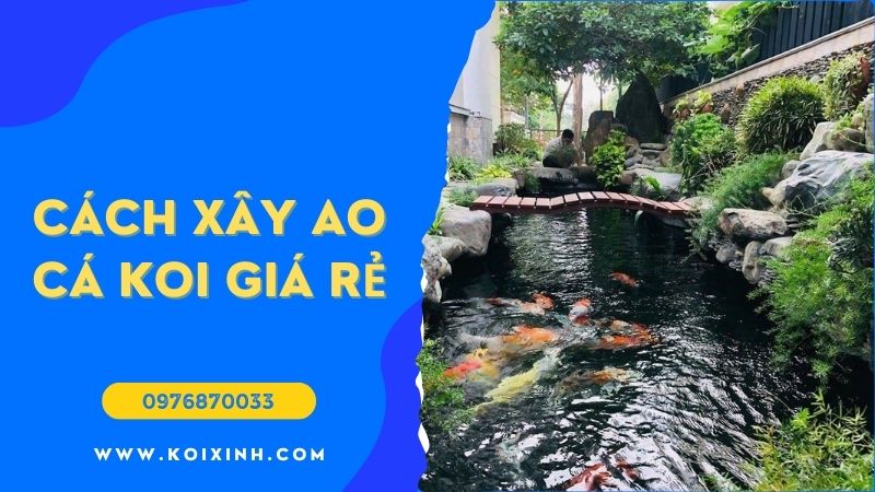 Cách Xây Ao Cá Koi Giá Rẻ