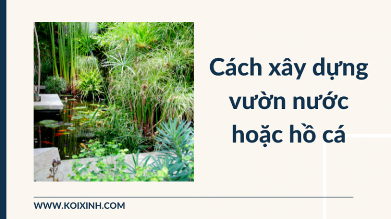 Cách Xây Dựng Vườn Nước Hoặc Hồ Cá Cách Xây Dựng Vườn Nước Hoặc Hồ Cá