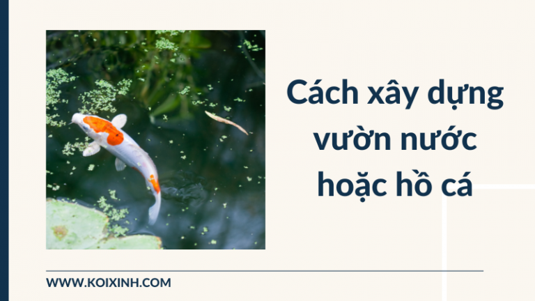 Cách Xây Dựng Vườn Nước Hoặc Hồ Cá Cách Xây Dựng Vườn Nước Hoặc Hồ Cá