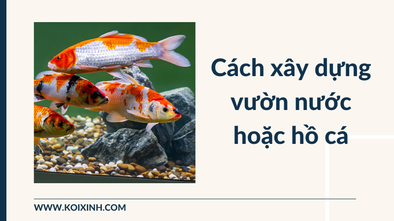 Cách Xây Dựng Vườn Nước Hoặc Hồ Cá