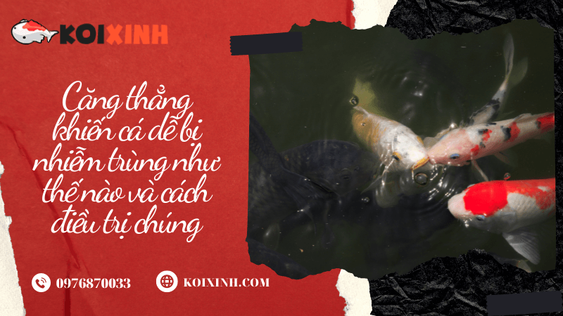 Căng Thẳng Khiến Cá Dễ Bị Nhiễm Trùng Như Thế Nào Và Cách điều Trị Chúng