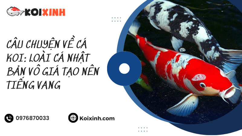 Câu Chuyện Về Cá Koi: Loài Cá Nhật Bản Vô Giá Tạo Nên Tiếng Vang