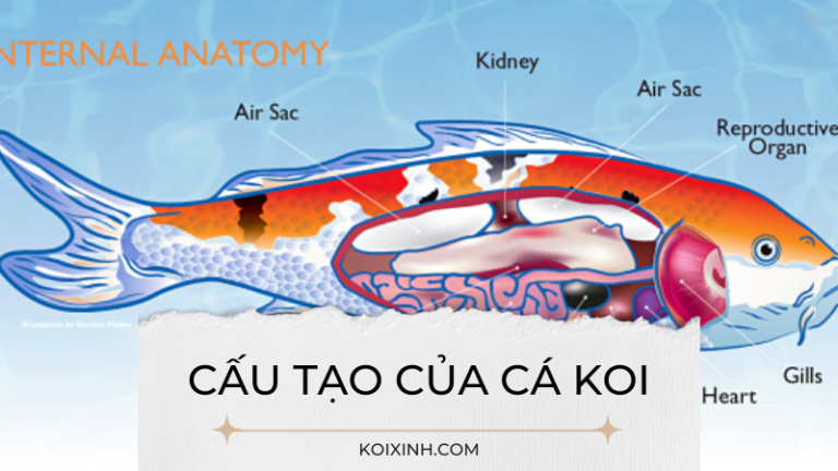 Cấu Tạo Cá Koi: Những điều Bạn Cần Biết Cấu Tạo Cá Koi: Những điều Bạn Cần Biết