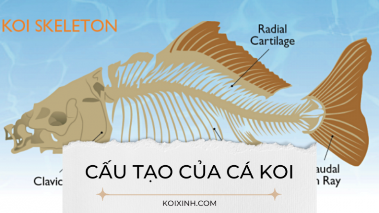 Cấu Tạo Cá Koi: Những điều Bạn Cần Biết Cấu Tạo Cá Koi: Những điều Bạn Cần Biết