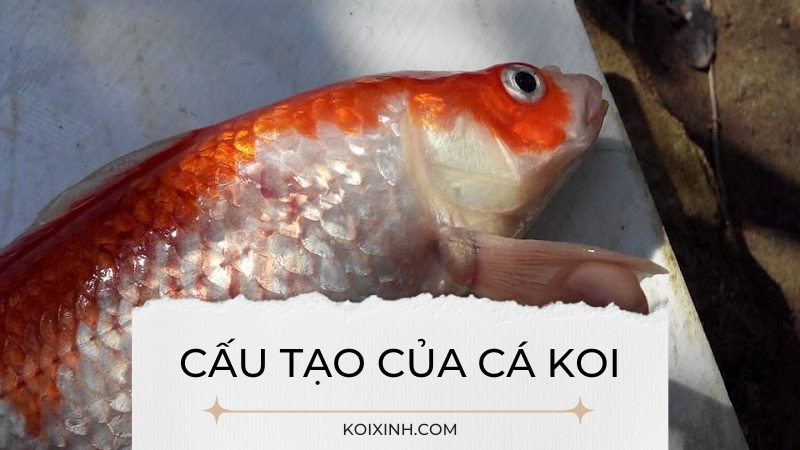  Phẫu thuật cá koi - Thông tin cần biết về triệu chứng và cách giảm đau