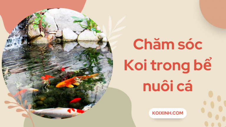 Hướng Dẫn Chăm Sóc Koi Trong Bể Nuôi Cá Hướng Dẫn Chăm Sóc Koi Trong Bể Nuôi Cá
