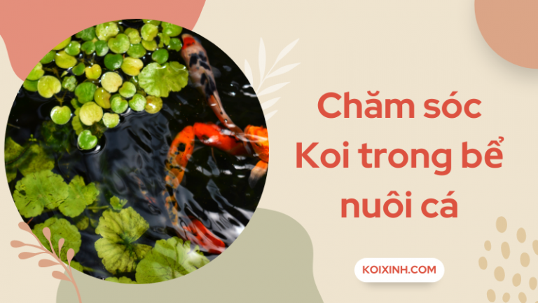 Hướng Dẫn Chăm Sóc Koi Trong Bể Nuôi Cá Hướng Dẫn Chăm Sóc Koi Trong Bể Nuôi Cá
