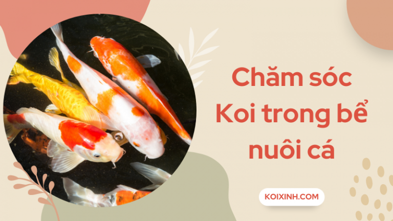 Hướng Dẫn Chăm Sóc Koi Trong Bể Nuôi Cá Hướng Dẫn Chăm Sóc Koi Trong Bể Nuôi Cá