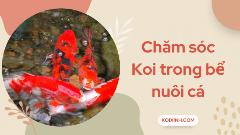 Hướng Dẫn Chăm Sóc Koi Trong Bể Nuôi Cá Hướng Dẫn Chăm Sóc Koi Trong Bể Nuôi Cá