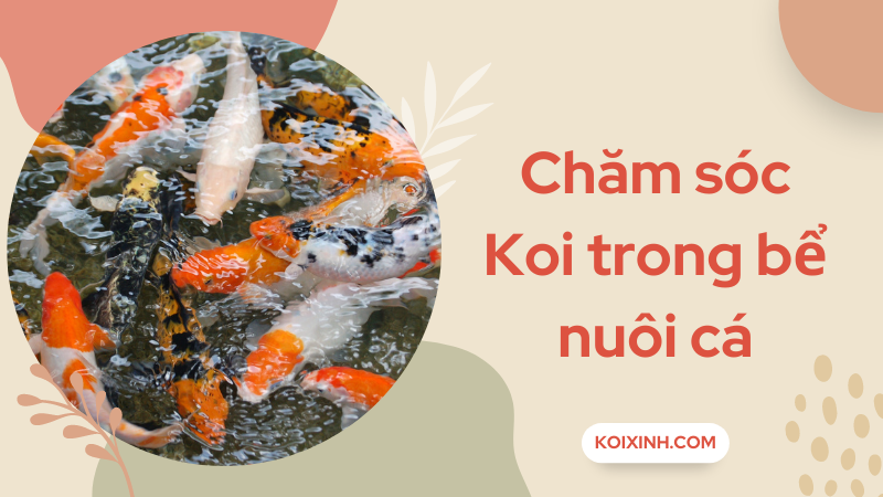 Hướng Dẫn Chăm Sóc Koi Trong Bể Nuôi Cá