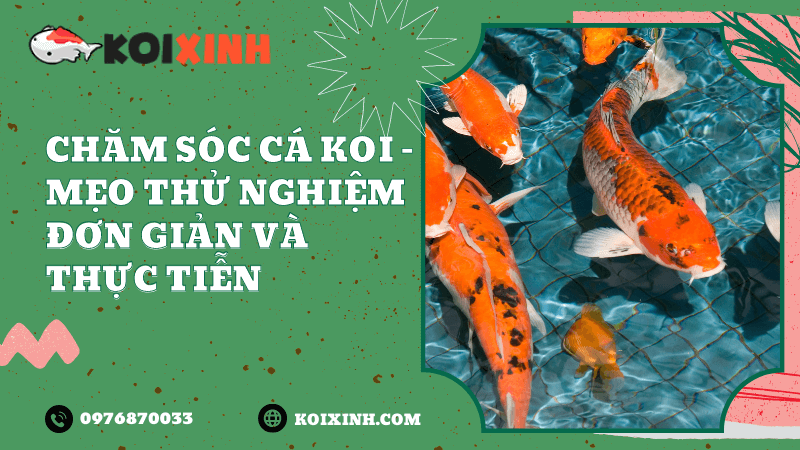 Cách loại bỏ Nitrit và Nitrat khỏi hồ cá