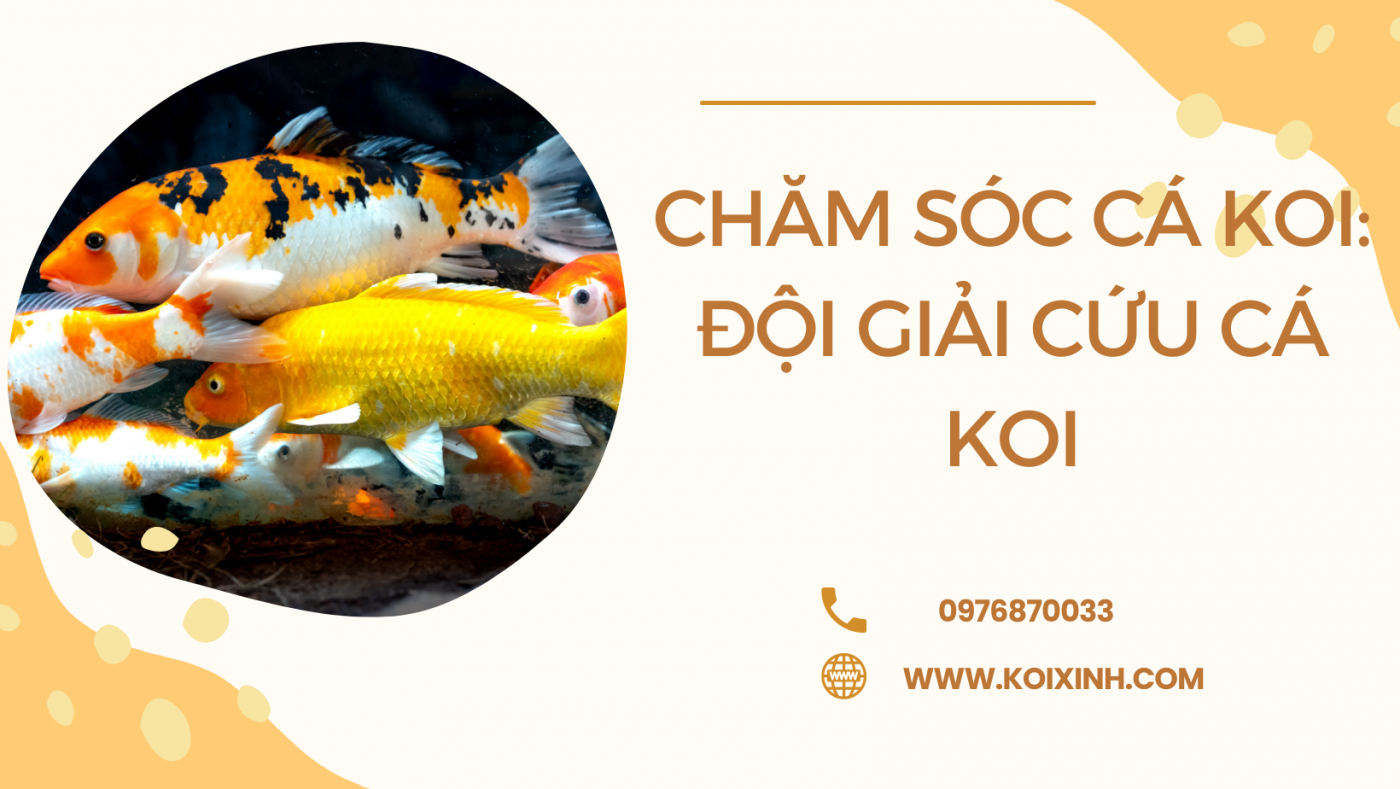 Chăm Sóc Cá Koi: Đội Giải Cứu Cá Koi