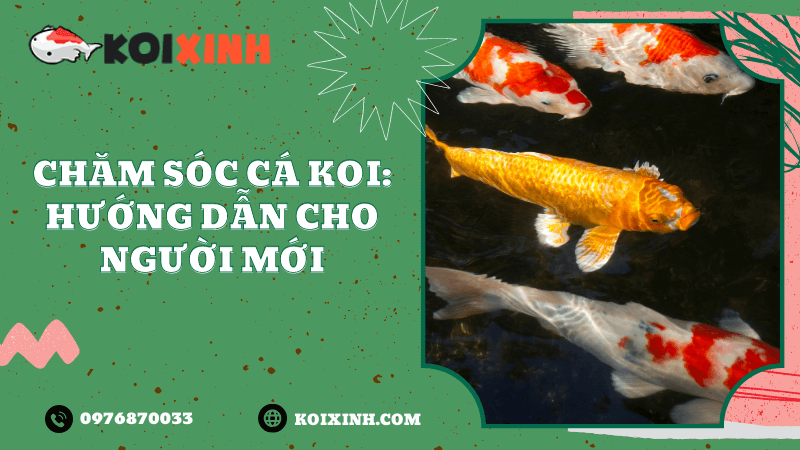 Chăm Sóc Cá Koi: Hướng Dẫn Cho Người Mới Chăm Sóc Cá Koi: Hướng Dẫn Cho Người Mới