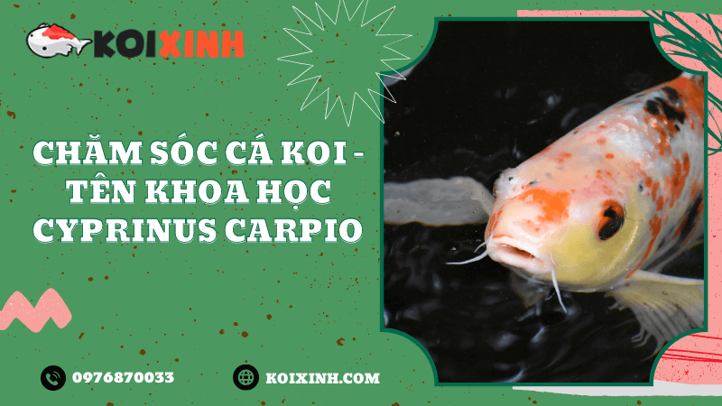 Chăm Sóc Cá Koi – Tên Khoa Học Cyprinus Carpio Chăm Sóc Cá Koi – Tên Khoa Học Cyprinus Carpio