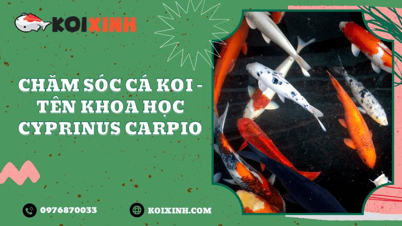 Chăm Sóc Cá Koi – Tên Khoa Học Cyprinus Carpio