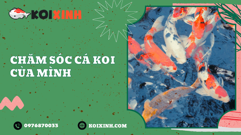 Chăm Sóc Cá Koi Của Mình Chăm Sóc Cá Koi Của Mình