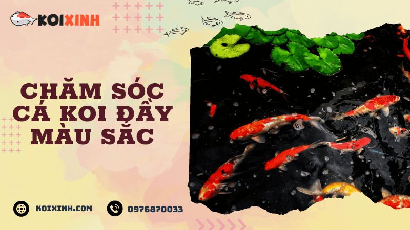 Chăm Sóc Cá Koi đầy Màu Sắc Chăm Sóc Cá Koi đầy Màu Sắc