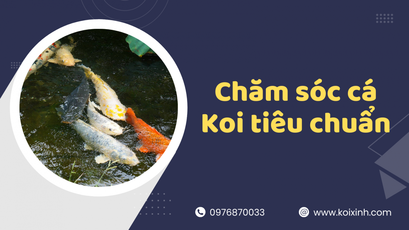 Chăm Sóc Cá Koi Tiêu Chuẩn