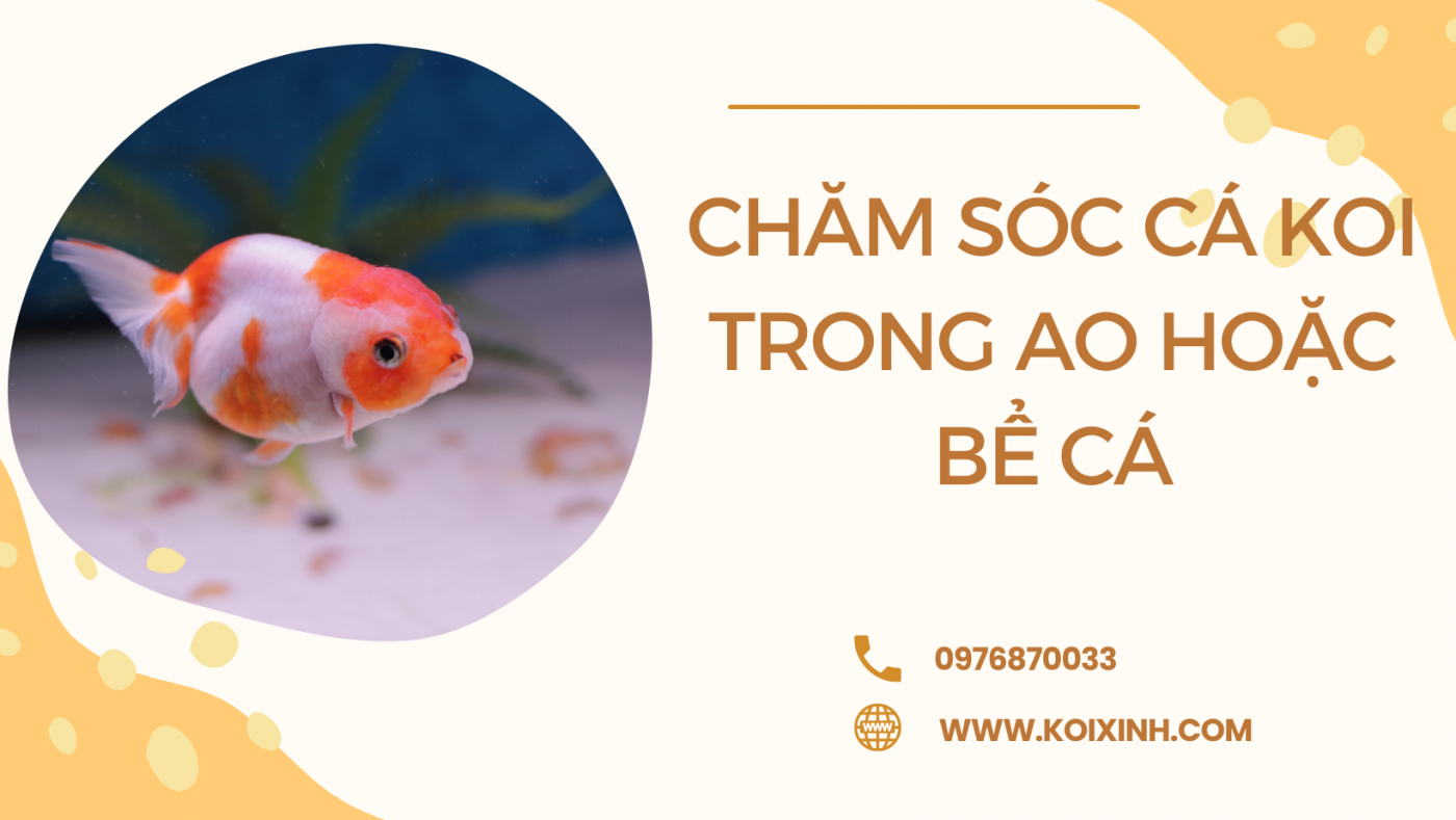Chăm Sóc Cá Koi Trong Ao Hoặc Bể Cá Trong Nhà