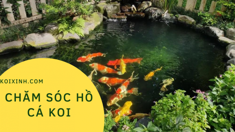 Chăm Sóc Hồ Cá Koi Cho Người Mới Bắt đầu (sở Thích Của Cuộc Sống) Chăm Sóc Hồ Cá Koi Cho Người Mới Bắt đầu (sở Thích Của Cuộc Sống)
