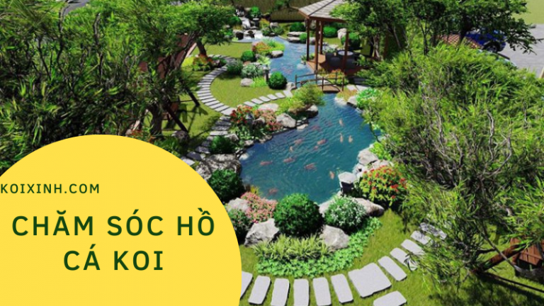 Chăm Sóc Hồ Cá Koi Cho Người Mới Bắt đầu (sở Thích Của Cuộc Sống) Chăm Sóc Hồ Cá Koi Cho Người Mới Bắt đầu (sở Thích Của Cuộc Sống)