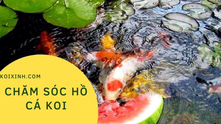 Chăm Sóc Hồ Cá Koi Cho Người Mới Bắt đầu (sở Thích Của Cuộc Sống) Chăm Sóc Hồ Cá Koi Cho Người Mới Bắt đầu (sở Thích Của Cuộc Sống)