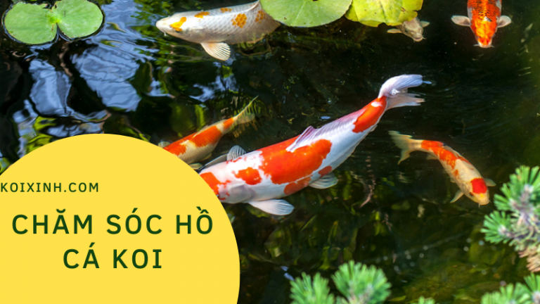 Chăm Sóc Hồ Cá Koi Cho Người Mới Bắt đầu (sở Thích Của Cuộc Sống) Chăm Sóc Hồ Cá Koi Cho Người Mới Bắt đầu (sở Thích Của Cuộc Sống)