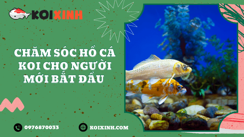 Chăm Sóc Hồ Cá Cho Người Mới Bắt đầu Chăm Sóc Hồ Cá Cho Người Mới Bắt đầu