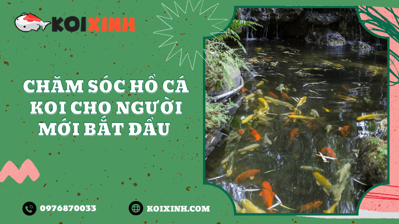 Thả cá vào môi trường hồ cá Thả cá vào môi trường hồ cá